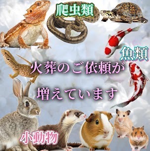 爬虫類火葬増えてます